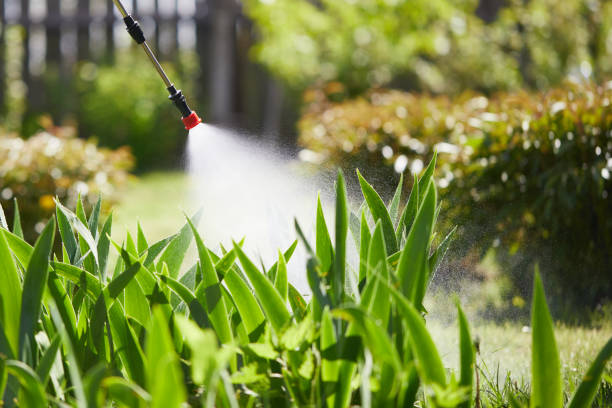 24/7 Emergency Termite Control experts in Basye, VA