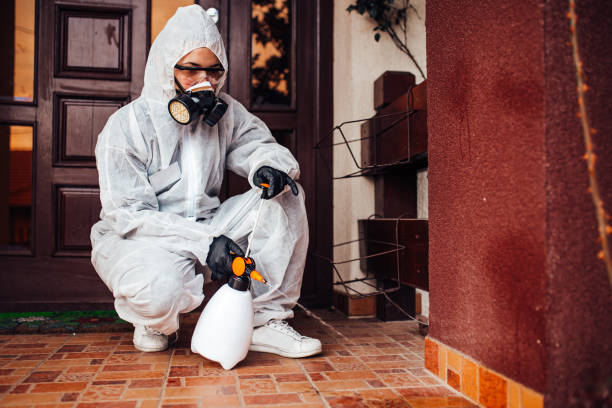 Reliable Termite Control contractor in Basye, VA by Nex Pest Control