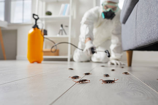 Affordable Termite Control solutions in Basye, VA